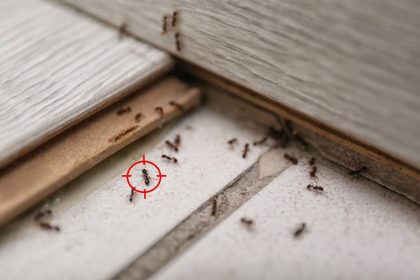 Best Spider Control Near Me  in North Lindenhurst, NY