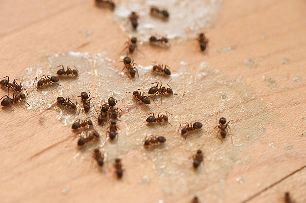 Pest Prevention Services in North Lindenhurst, NY